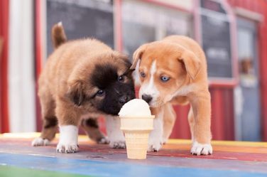 Can-You-Give-a-Puppy-Ice-Cream