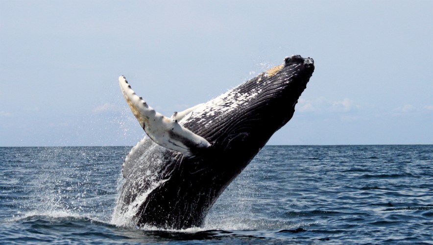 Humpback_whale.jpg