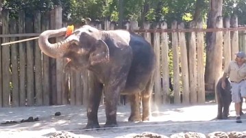 elephantcleansselfwithbroom