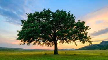 oak-tree-sunset-iStock-477164218-1080x608
